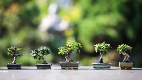 Vier kleine Bonsai-Bäume stehen im Freien nebeneinander