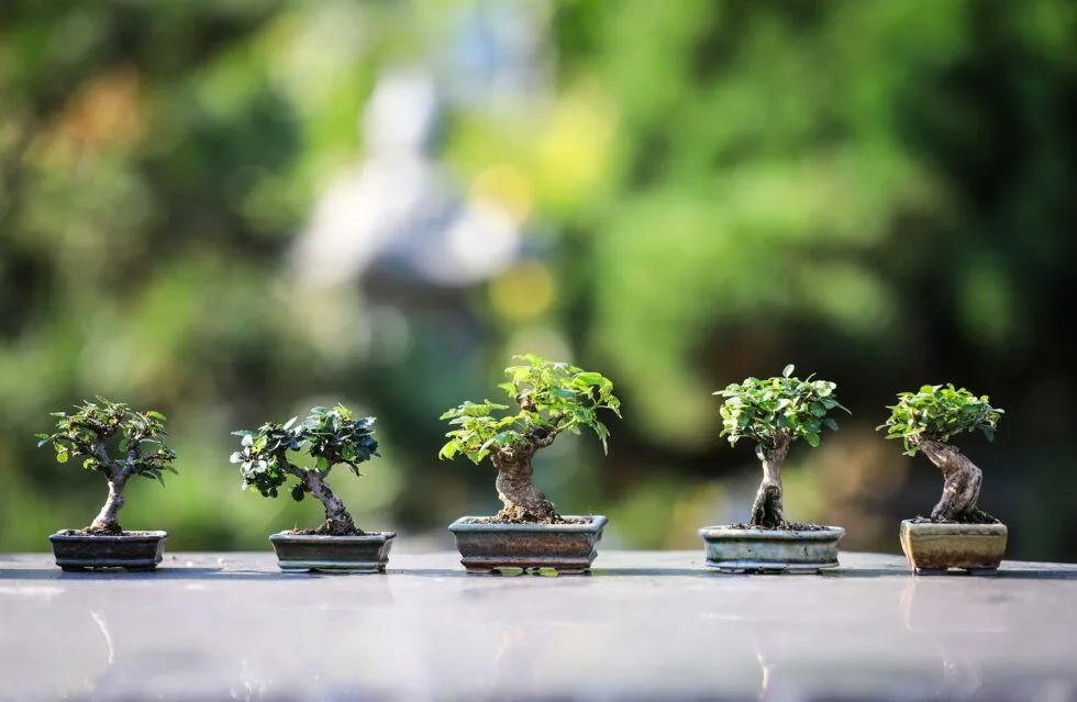 Quatre petits bonsaïs alignés en plein air
