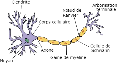 Labeled diagram of a neuron’s structure