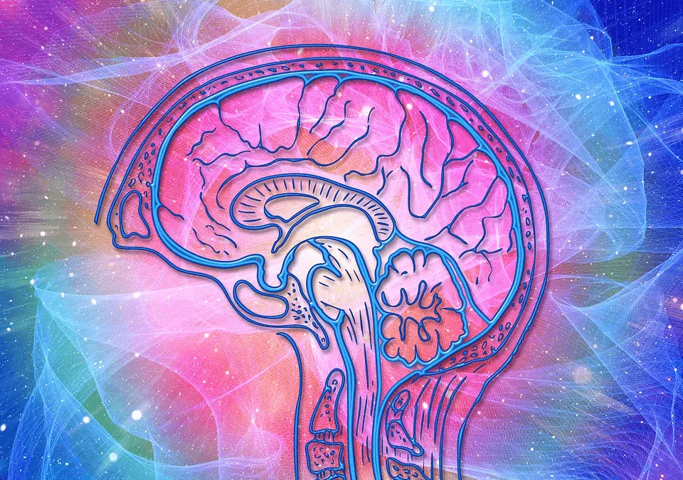 Colorful cross-section illustration of a human brain