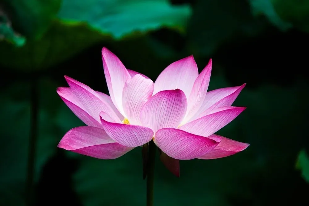 Flor de loto rosa abierta sobre un fondo oscuro