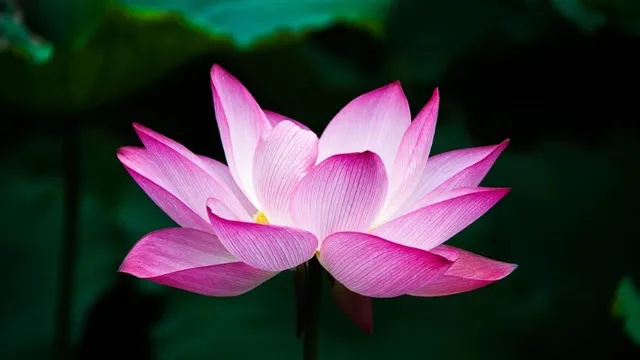 Geöffnete rosa Lotusblüte vor dunklem Hintergrund