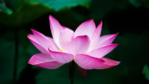 Geöffnete rosa Lotusblüte vor dunklem Hintergrund